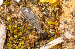 Orthocerus clavicornis
