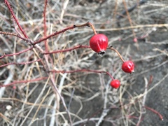 Rosa nitida
