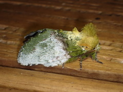 Disphragis manethusa