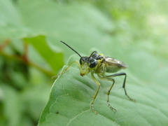 Tenthredo finschi