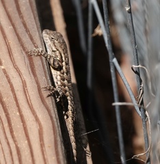 Sceloporus occidentalis