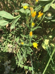 Heterotheca canescens