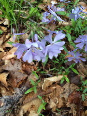 Phlox divaricata divaricata