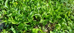 Polygonatum multiflorum