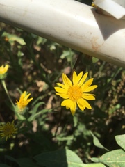 Heterotheca canescens