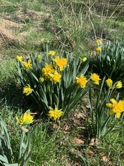 Narcissus
