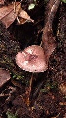 Agaricus lodgeae