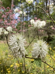 Fothergilla gardenii
