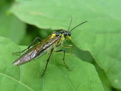Tenthredo finschi