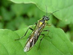 Tenthredo finschi