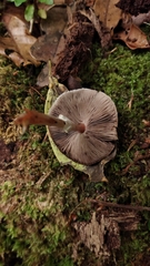 Agaricus lodgeae