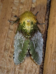 Disphragis manethusa