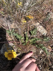 Balsamorhiza rosea