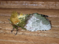 Disphragis manethusa