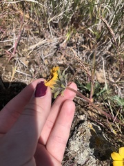 Balsamorhiza rosea