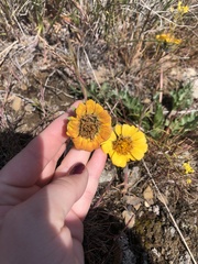 Balsamorhiza rosea