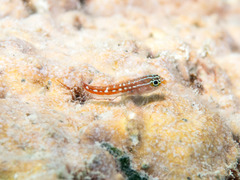 Helcogramma maldivensis