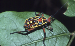 Pachylis nervosus