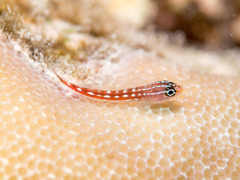 Helcogramma maldivensis