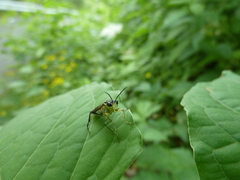 Tenthredo finschi
