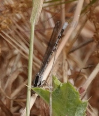 Argia vivida