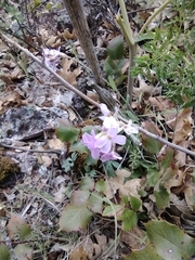Arabis oregana