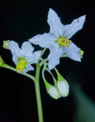 Solanum canense