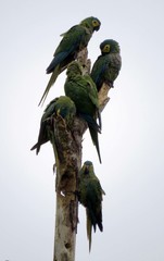 Orthopsittaca manilatus