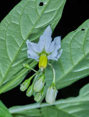 Solanum canense