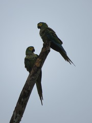 Orthopsittaca manilatus