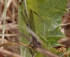 Argia vivida