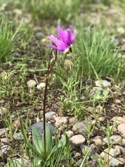 Primulaceae