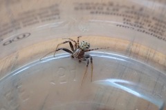 Xysticus californicus