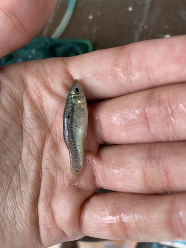 Breedvlek-molly (Poecilia latipunctata) — Poeciliidae — 2