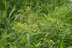Carex maximowiczii