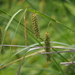 Carex maximowiczii - Photo (c) harum.koh, alguns direitos reservados (CC BY-SA), uploaded by harum.koh