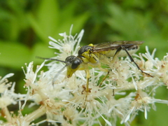 Tenthredo finschi