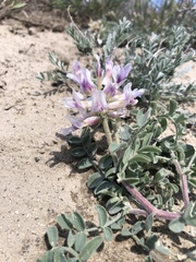 Astragalus succumbens