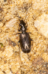 Syntomus foveatus