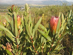 Protea burchellii