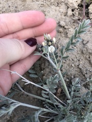 Astragalus caricinus