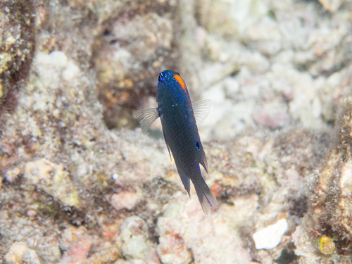 Indian damsel (Pomacentrus indicus) — Pomacentridae — 4
