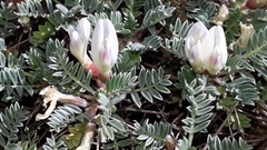 Astragalus terraccianoi