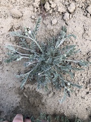 Astragalus caricinus