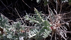 Astragalus terraccianoi
