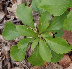 Volutella pachysandrae