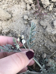 Astragalus caricinus