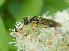 Tenthredo finschi