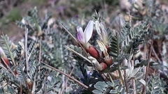 Astragalus terraccianoi
