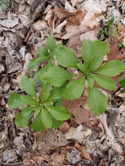 Volutella pachysandrae